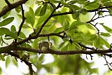 Ruby-throated Hummingbird